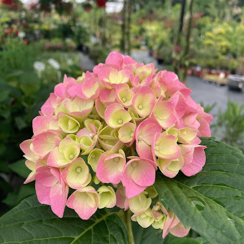 Comentarii opinii despre Centrum Ogrodnicze GREEN VIEW