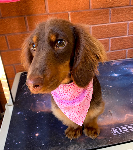 T Mills & Co Dog Grooming - Thumbnail