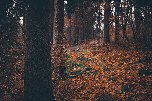 Isselteiche - Visual