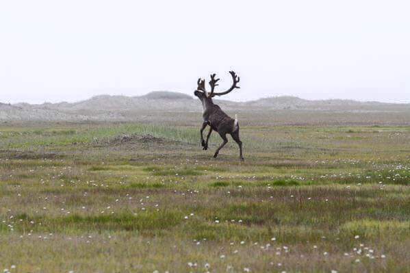 Bering Land Bridge National Preserve