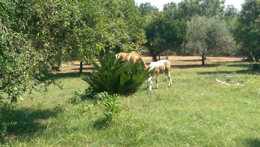 Iniziativa Agricola S.R.L. - Thumbnail