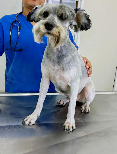 DAVET Centro Veterinario