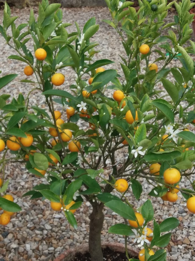 Les jardins de William Christie