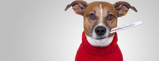 Clínica Veterinària Doggy's Vet