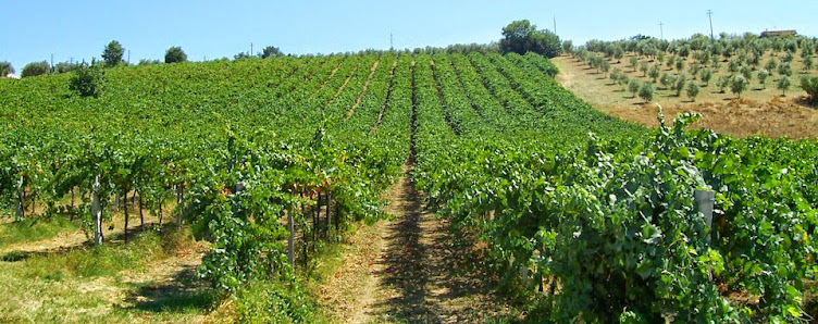 Duchi di Castelluccio Vini Biologici di Qualità Viadotto Zappino, 99, 65027 Scafa PE, Italia