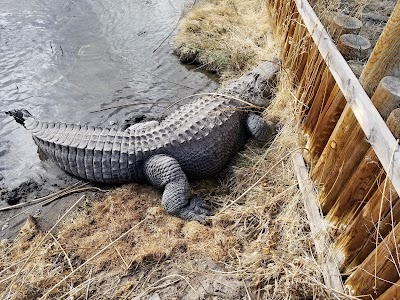 Colorado Gators Reptile Park