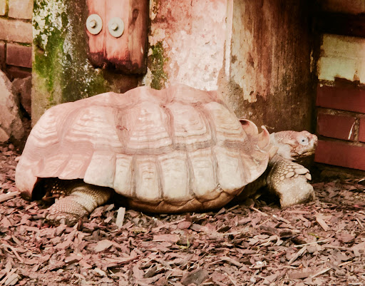 Vogelpark Schotten - Thumbnail