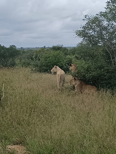 Rêve de Savane - Thumbnail
