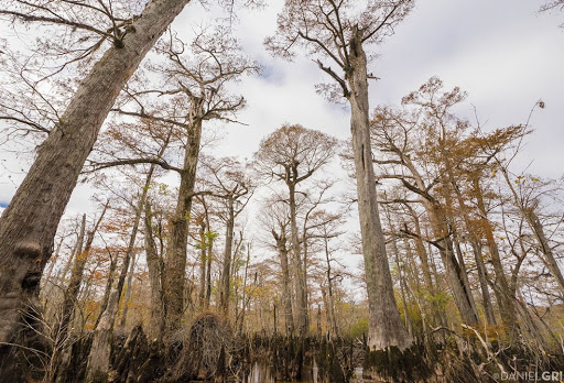 Cape Fear River Adventures | Wilmington NC | Captain Charles Robbins Gallery - United States