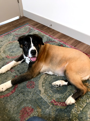 Heart of Vermont Vet: At-Home End-of-Life Care for Pets - Thumbnail