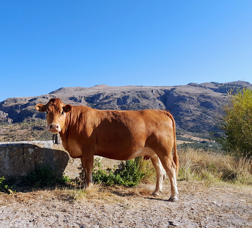 Azienda agricola Colletti Gallery - Italy