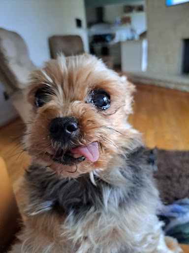 Animal Urgent Care Center - Thumbnail