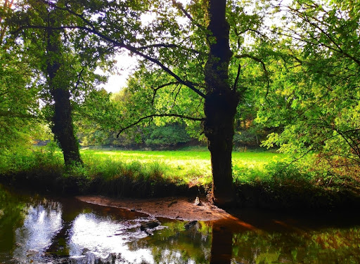 Saint-Martin Woods