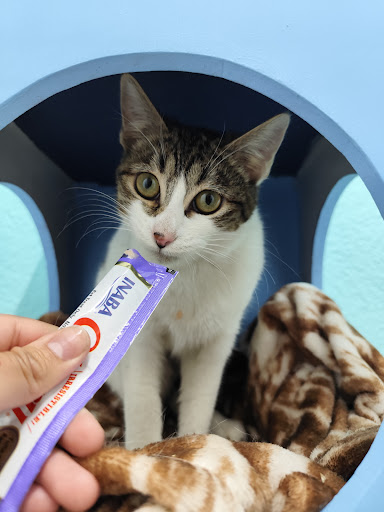 Haku Clínica Veterinaria