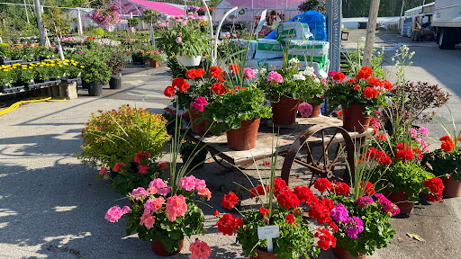 Wery's Sweet Summer Bloomers