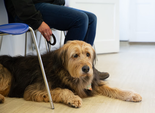 Midhurst Vets - Visual