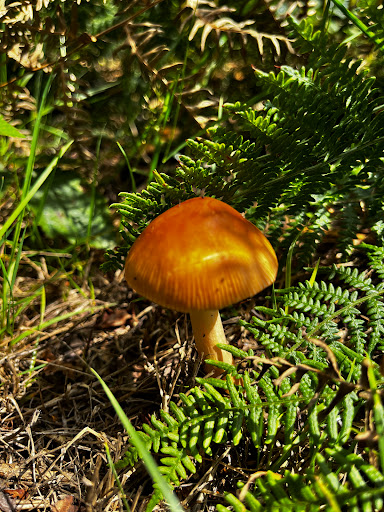 Iping and Stedham Commons - Thumbnail