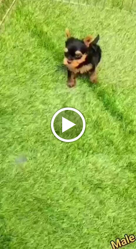Yorkshier Terrier Male puppy available in ahmedabad 🐶 post image