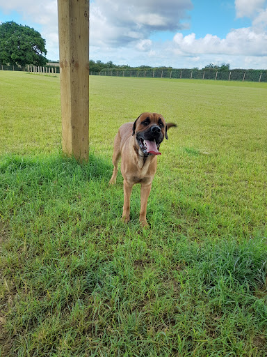 Off Lead Sleaford - Visual