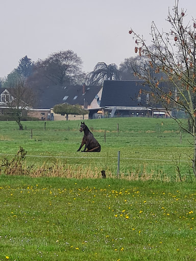 Pferde- und Ponyhof Schütte - Thumbnail