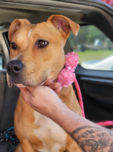 Northampton County Animal Shelter - Thumbnail