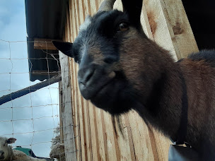 Photo n°9 de Ferme pédagogique des Vaujeans à Montrond-le-Château (Ferme pédagogique)