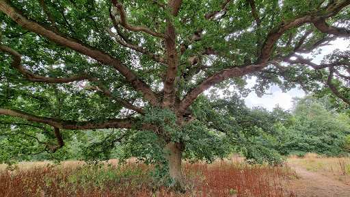 Mendlesham Woods