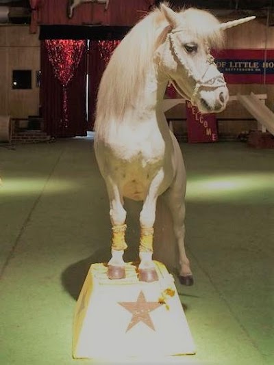 Land of Little Horses Performing Animal Theme Park