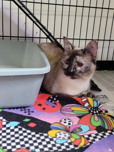 Anderson Humane Society, Inc. - Thumbnail