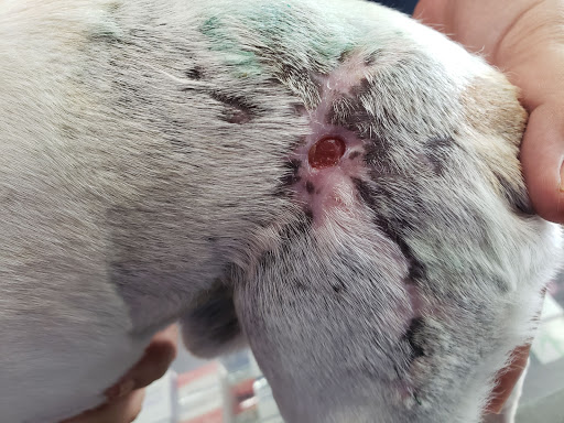 VETERINARIA "El Toro Macho" SAN JUAN DEL RIO
