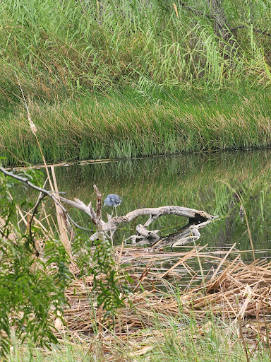 Alligator trail - Visual
