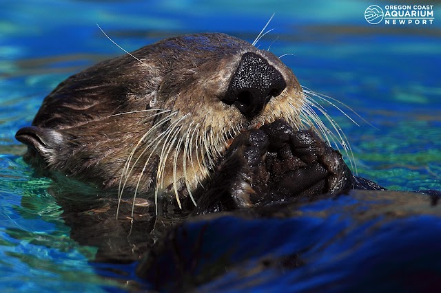 Oregon Coast Aquarium