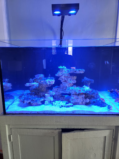 Blue Line Coral Gallery - United States