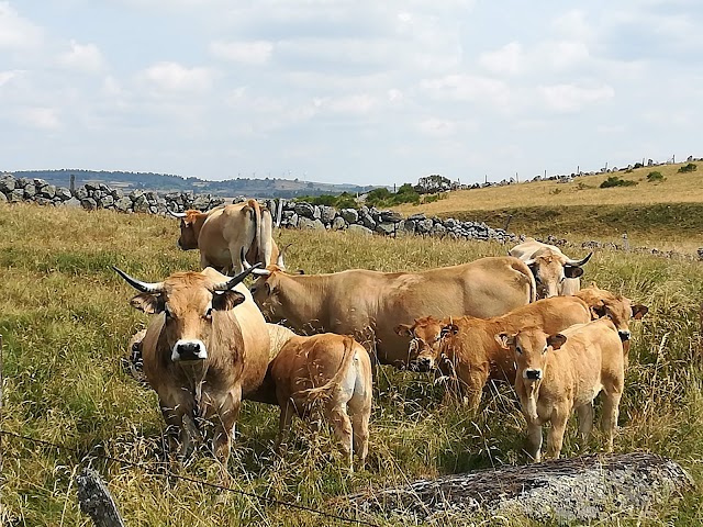 Chez Annie - Restaurant Café Gîtes- Malbouzon