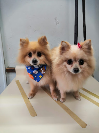 Pet Clínica Veterinaria
