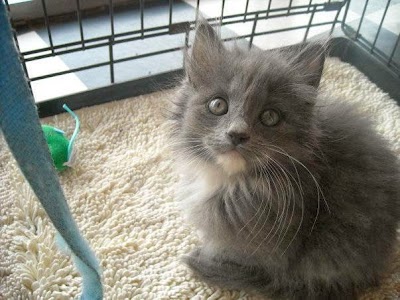 Love at First Sight! Puppy and Kitten Adoption Center