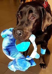 Photo n°22 de Clinique Vétérinaire De La Plage à Marseille (Pharmacie vétérinaire)