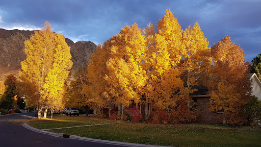Healey Park - Visual