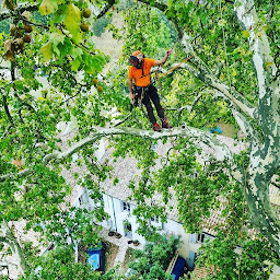 Photo n°2 de Maîtrise Elagage à Libourne (Service d'élagage)