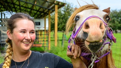 Twisted T Equine Dentistry