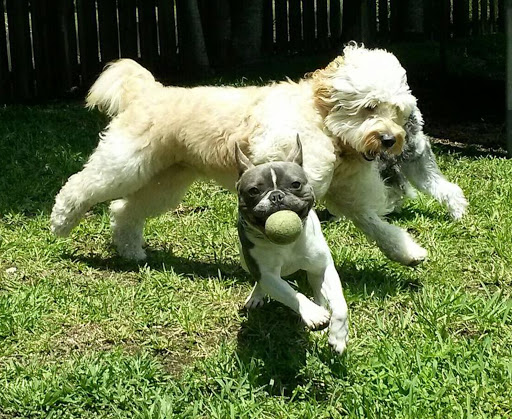 Dog Transformers - Visual