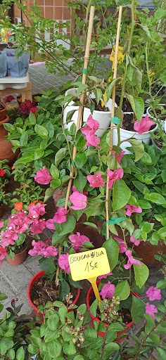 Floristería Punta Flor - Thumbnail