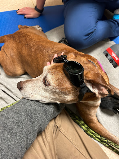 Wauwatosa Veterinary Clinic - Thumbnail