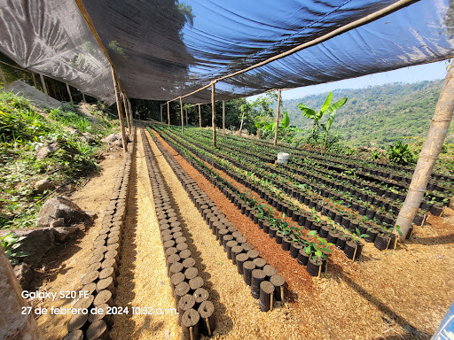 Finca Brasil - Visual
