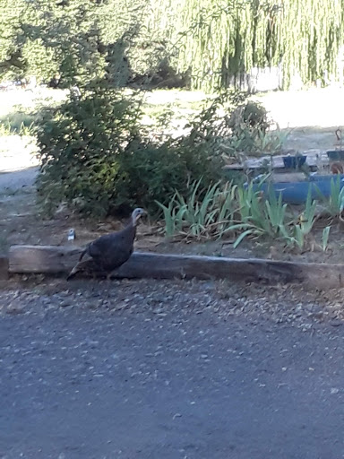 Pine Valley Trailer Park
