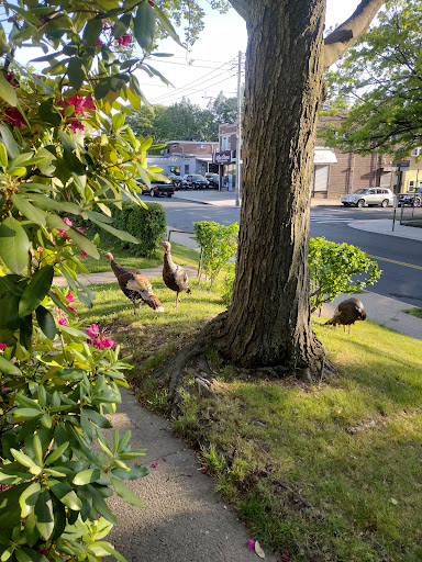 Staten Island Gallery - United States