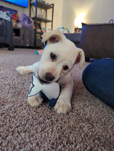 Emmet County Animal Shelter - Thumbnail