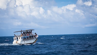 Photos of Whale & Dolphin Watching by Paradise Beach Club