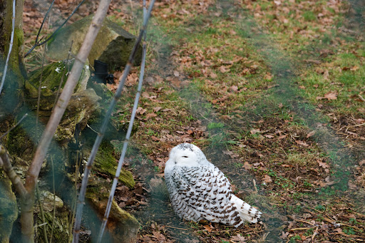 Wildtierpark Hohenbruch