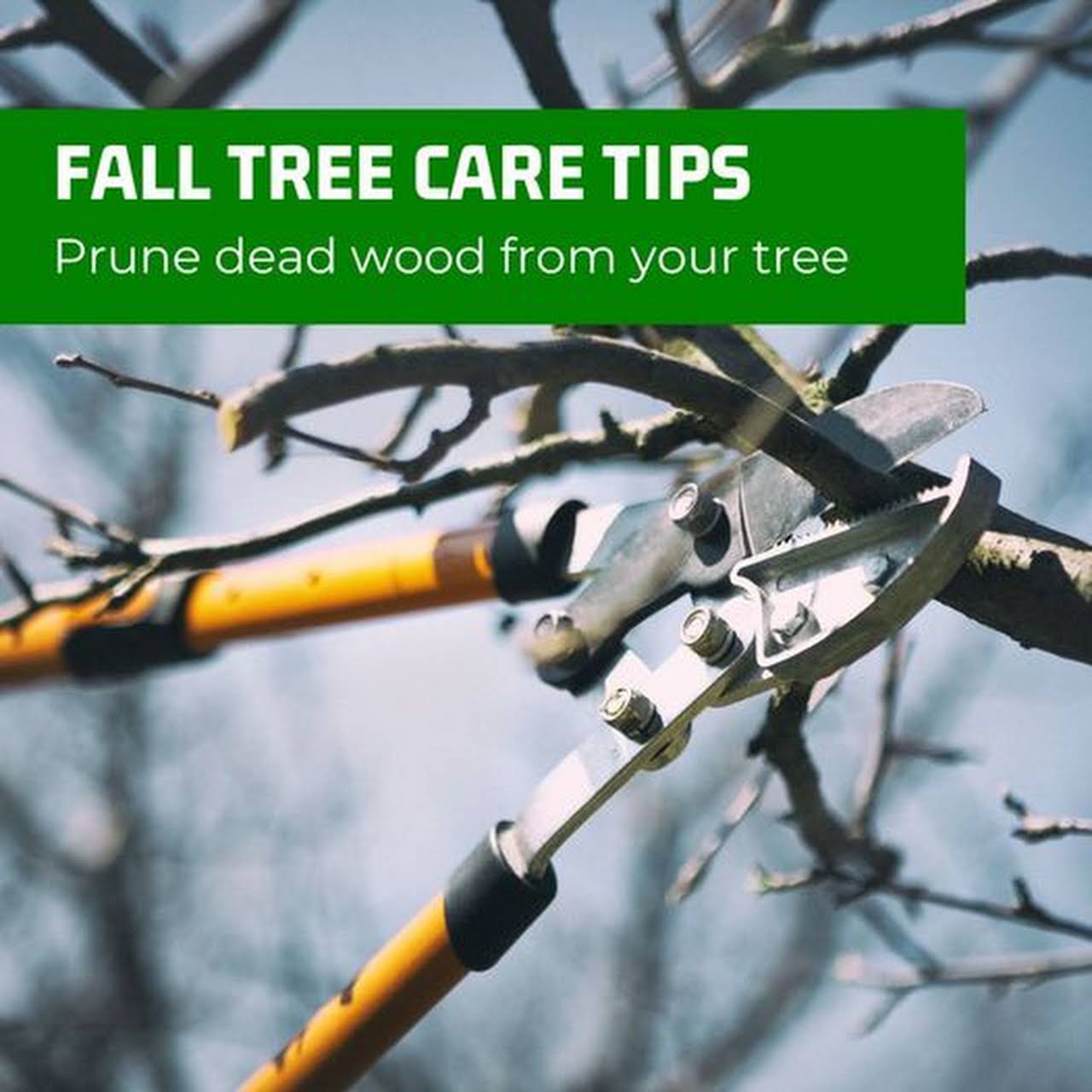 Mayer Tree Service Tree Service in Essex